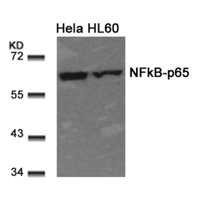 Western blot - NFkB-p65 (Ab-311) Antibody from Signalway Antibody (21252) - Antibodies.com