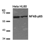 Western blot - NFkB-p65 (Ab-311) Antibody from Signalway Antibody (21252) - Antibodies.com