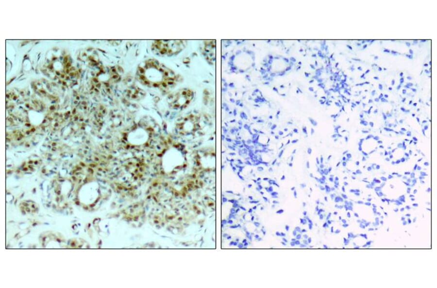 Immunohistochemistry - NFkB-p65 (Ab-311) Antibody from Signalway Antibody (21252) - Antibodies.com