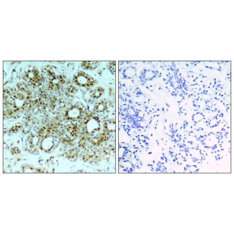 Immunohistochemistry - NFkB-p65 (Ab-311) Antibody from Signalway Antibody (21252) - Antibodies.com