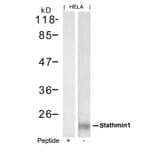 Western blot - stathmin1 (Ab-62) Antibody from Signalway Antibody (21518) - Antibodies.com