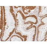 Immunohistochemistry - Centaurin alpha1 antibody from Signalway Antibody (23112) - Antibodies.com