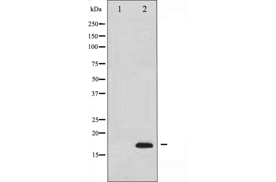 Western blot - Cleaved-caspase 3 antibody from Signalway Antibody (29034) - Antibodies.com