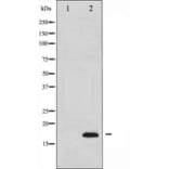 Western blot - Cleaved-caspase 3 antibody from Signalway Antibody (29034) - Antibodies.com