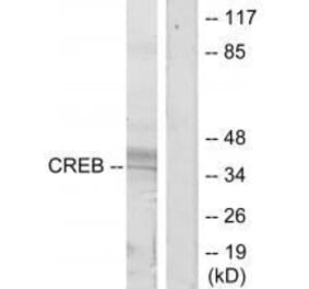 Western blot - CREB (Ab-129/133) Antibody from Signalway Antibody (33188) - Antibodies.com