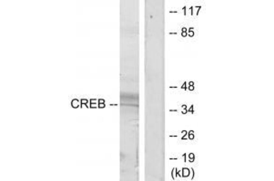 Western blot - CREB (Ab-129/133) Antibody from Signalway Antibody (33188) - Antibodies.com