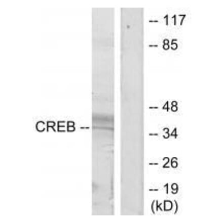 Western blot - CREB (Ab-129/133) Antibody from Signalway Antibody (33188) - Antibodies.com