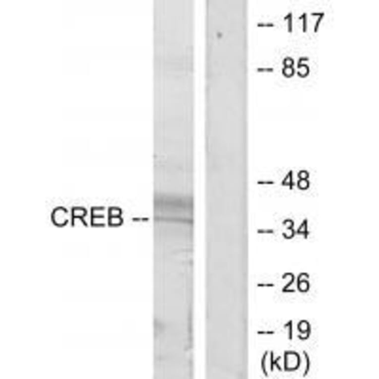 Western blot - CREB (Ab-129/133) Antibody from Signalway Antibody (33188) - Antibodies.com