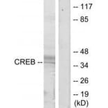 Western blot - CREB (Ab-129/133) Antibody from Signalway Antibody (33188) - Antibodies.com