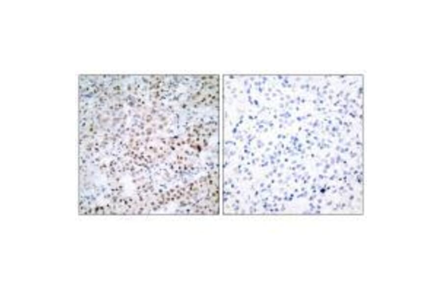 Immunohistochemistry - CREB (Ab-129/133) Antibody from Signalway Antibody (33188) - Antibodies.com
