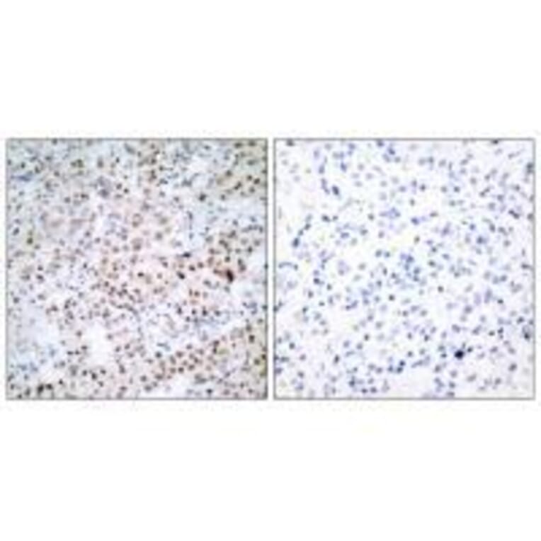 Immunohistochemistry - CREB (Ab-129/133) Antibody from Signalway Antibody (33188) - Antibodies.com