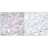 Immunohistochemistry - CREB (Ab-129/133) Antibody from Signalway Antibody (33188) - Antibodies.com