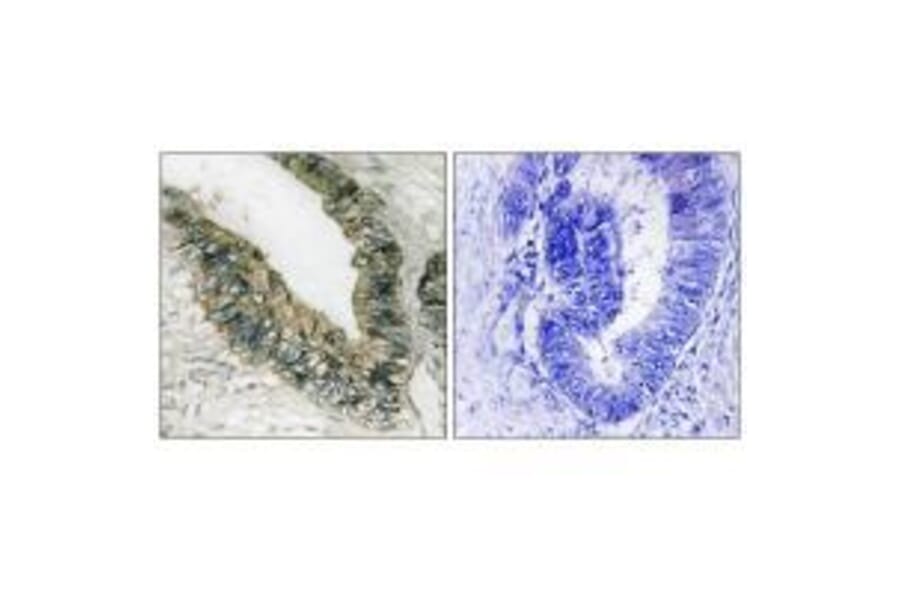 Immunohistochemistry - PEK/PERK (Ab-981) Antibody from Signalway Antibody (33247) - Antibodies.com