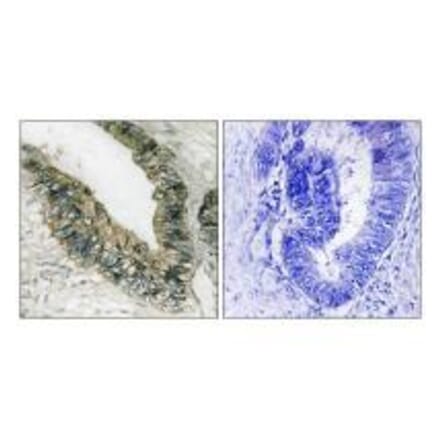 Immunohistochemistry - PEK/PERK (Ab-981) Antibody from Signalway Antibody (33247) - Antibodies.com
