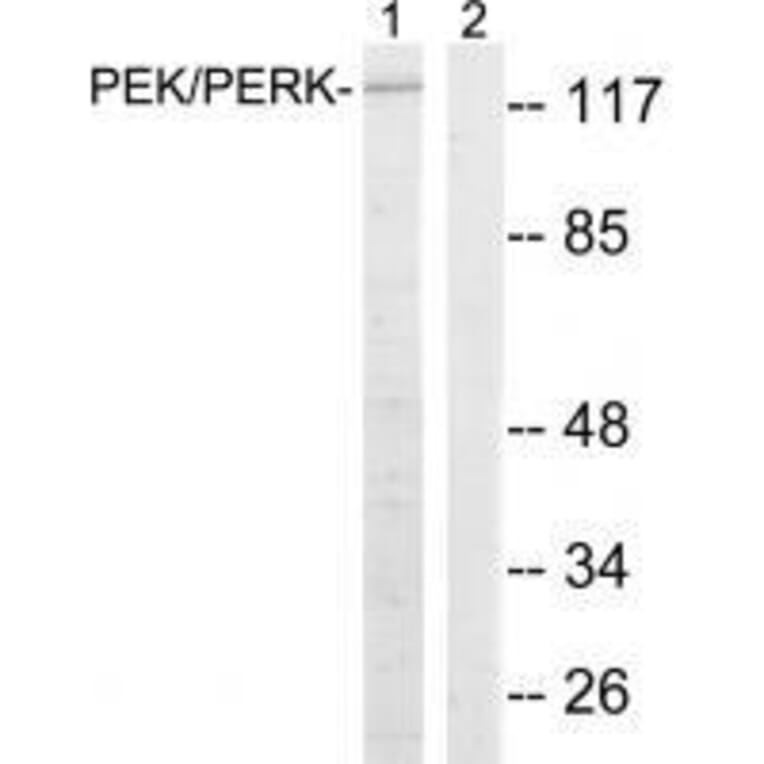Western blot - PEK/PERK (Ab-981) Antibody from Signalway Antibody (33247) - Antibodies.com