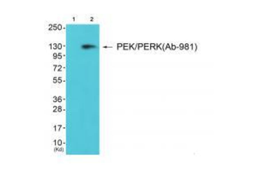 Western blot - PEK/PERK (Ab-981) Antibody from Signalway Antibody (33247) - Antibodies.com