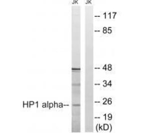 Western blot - HP1 alpha (Ab-92) Antibody from Signalway Antibody (33268) - Antibodies.com