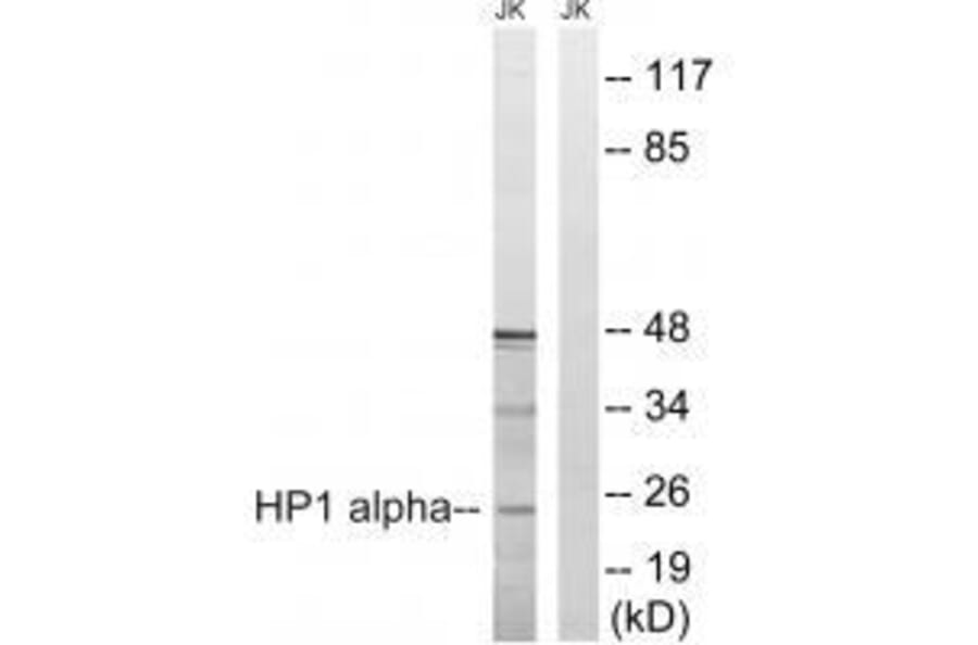 Western blot - HP1 alpha (Ab-92) Antibody from Signalway Antibody (33268) - Antibodies.com
