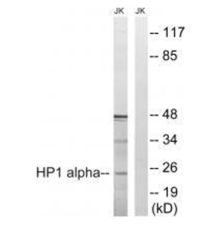 Western blot - HP1 alpha (Ab-92) Antibody from Signalway Antibody (33268) - Antibodies.com