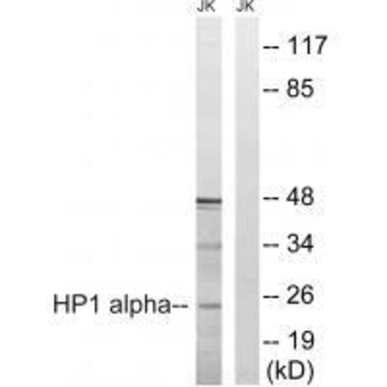 Western blot - HP1 alpha (Ab-92) Antibody from Signalway Antibody (33268) - Antibodies.com