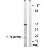 Western blot - HP1 alpha (Ab-92) Antibody from Signalway Antibody (33268) - Antibodies.com