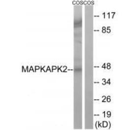 Western blot - MAPKAPK2 (Ab-272) Antibody from Signalway Antibody (33286) - Antibodies.com