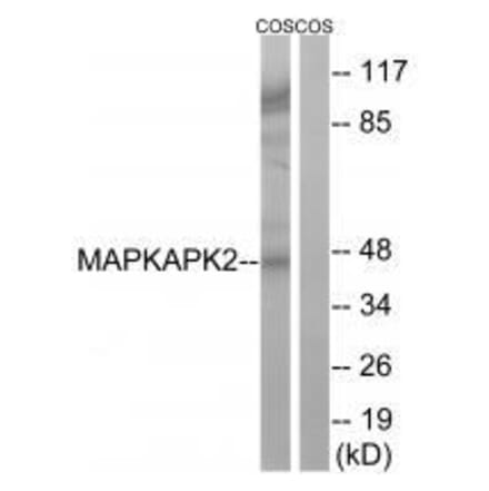 Western blot - MAPKAPK2 (Ab-272) Antibody from Signalway Antibody (33286) - Antibodies.com