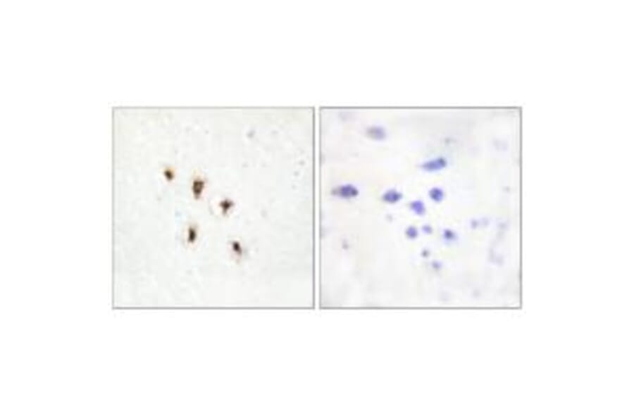 Immunohistochemistry - Mevalonate Kinase Antibody from Signalway Antibody (33852) - Antibodies.com