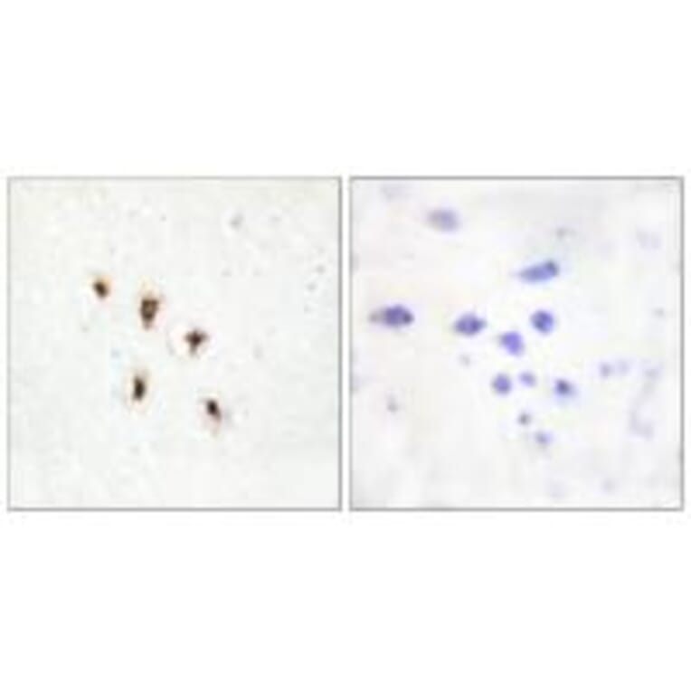 Immunohistochemistry - Mevalonate Kinase Antibody from Signalway Antibody (33852) - Antibodies.com