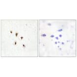 Immunohistochemistry - Mevalonate Kinase Antibody from Signalway Antibody (33852) - Antibodies.com