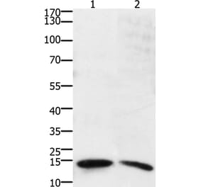SUMO2/SUMO3/SUMO4 Antibody from Signalway Antibody (36877) - Antibodies.com