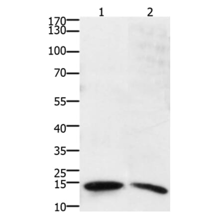 SUMO2/SUMO3/SUMO4 Antibody from Signalway Antibody (36877) - Antibodies.com