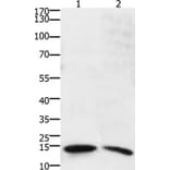 SUMO2/SUMO3/SUMO4 Antibody from Signalway Antibody (36877) - Antibodies.com
