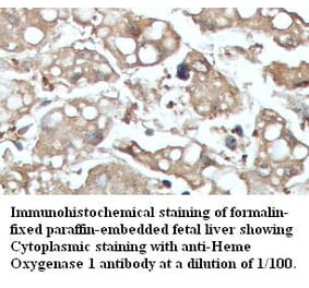Heme oxygenase 1 Antibody from Signalway Antibody (39422) - Antibodies.com