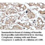 Heme oxygenase 1 Antibody from Signalway Antibody (39422) - Antibodies.com