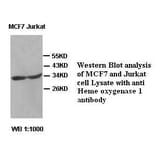 Heme oxygenase 1 Antibody from Signalway Antibody (39422) - Antibodies.com