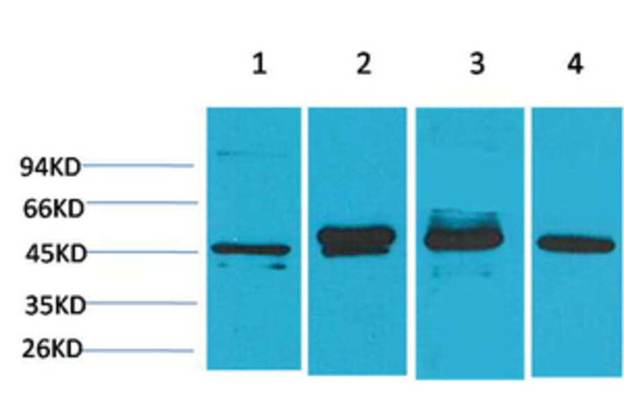 Western blot - GAP-43 Monoclonal Antibody from Signalway Antibody (40485) - Antibodies.com