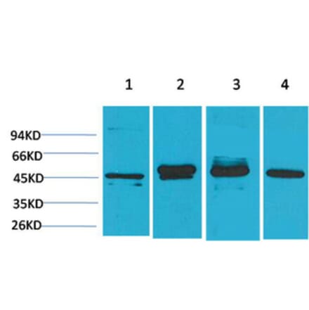 Western blot - GAP-43 Monoclonal Antibody from Signalway Antibody (40485) - Antibodies.com
