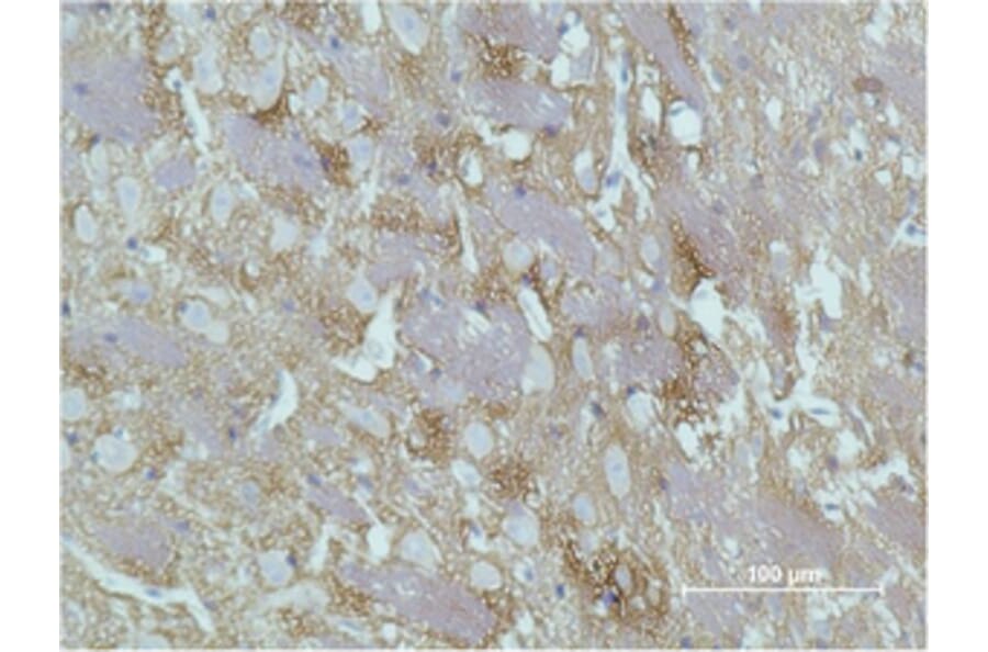 Immunohistochemistry - GAP-43 Monoclonal Antibody from Signalway Antibody (40485) - Antibodies.com