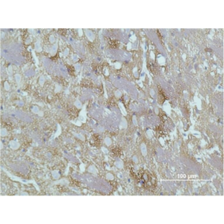 Immunohistochemistry - GAP-43 Monoclonal Antibody from Signalway Antibody (40485) - Antibodies.com
