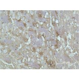 Immunohistochemistry - GAP-43 Monoclonal Antibody from Signalway Antibody (40485) - Antibodies.com