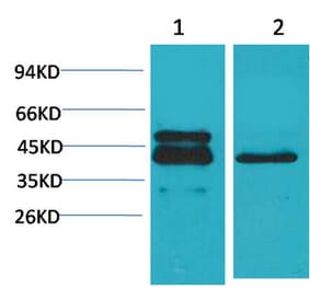 Western blot - CREB-1 Monoclonal Antibody from Signalway Antibody (40489) - Antibodies.com