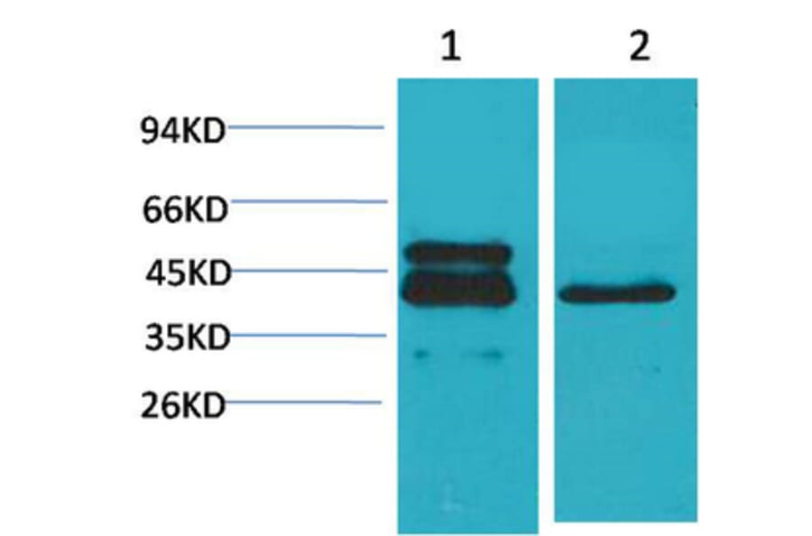 Western blot - CREB-1 Monoclonal Antibody from Signalway Antibody (40489) - Antibodies.com