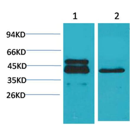 Western blot - CREB-1 Monoclonal Antibody from Signalway Antibody (40489) - Antibodies.com