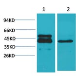 Western blot - CREB-1 Monoclonal Antibody from Signalway Antibody (40489) - Antibodies.com