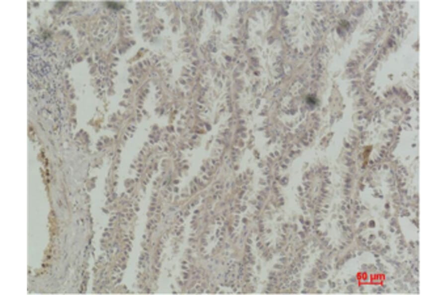 Immunohistochemistry - CREB-1 Monoclonal Antibody from Signalway Antibody (40489) - Antibodies.com
