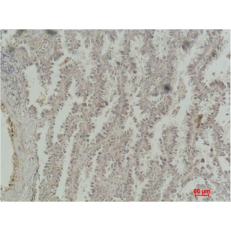 Immunohistochemistry - CREB-1 Monoclonal Antibody from Signalway Antibody (40489) - Antibodies.com