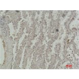 Immunohistochemistry - CREB-1 Monoclonal Antibody from Signalway Antibody (40489) - Antibodies.com