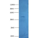 KS19.1 Monoclonal Antibody from Signalway Antibody (42022) - Antibodies.com
