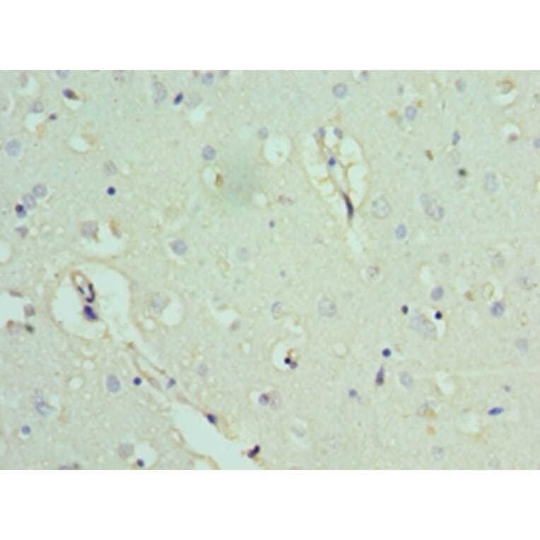 Immunohistochemistry - ACTL6B Polyclonal Antibody from Signalway Antibody (42057) - Antibodies.com